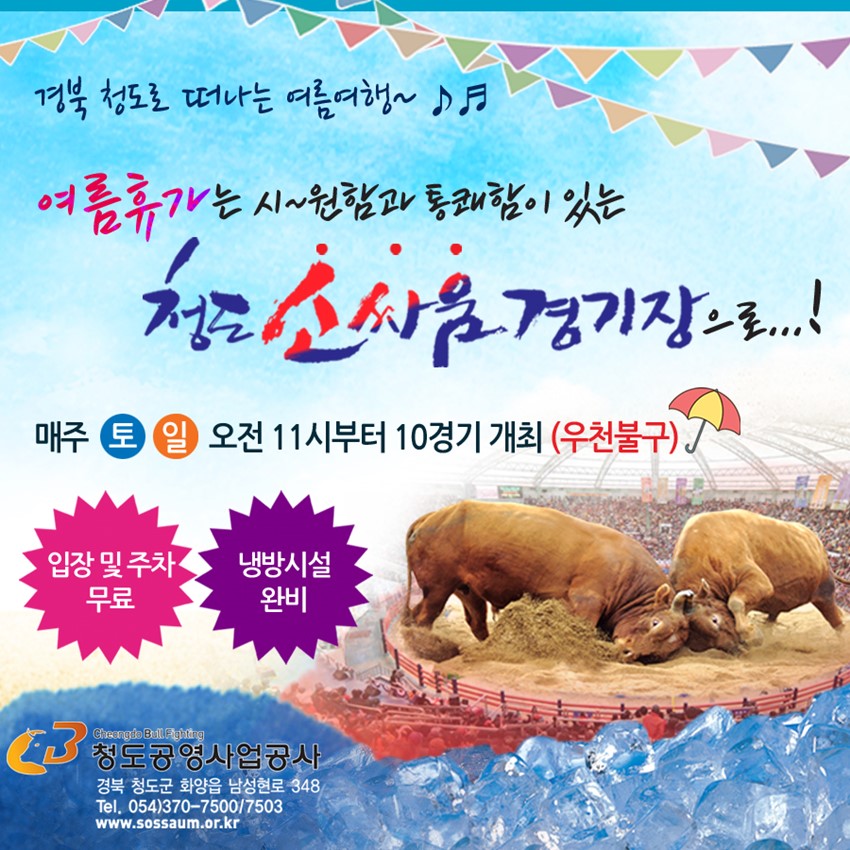 1.경북 청도소싸움경기장으로 떠나는 여름여행~♪